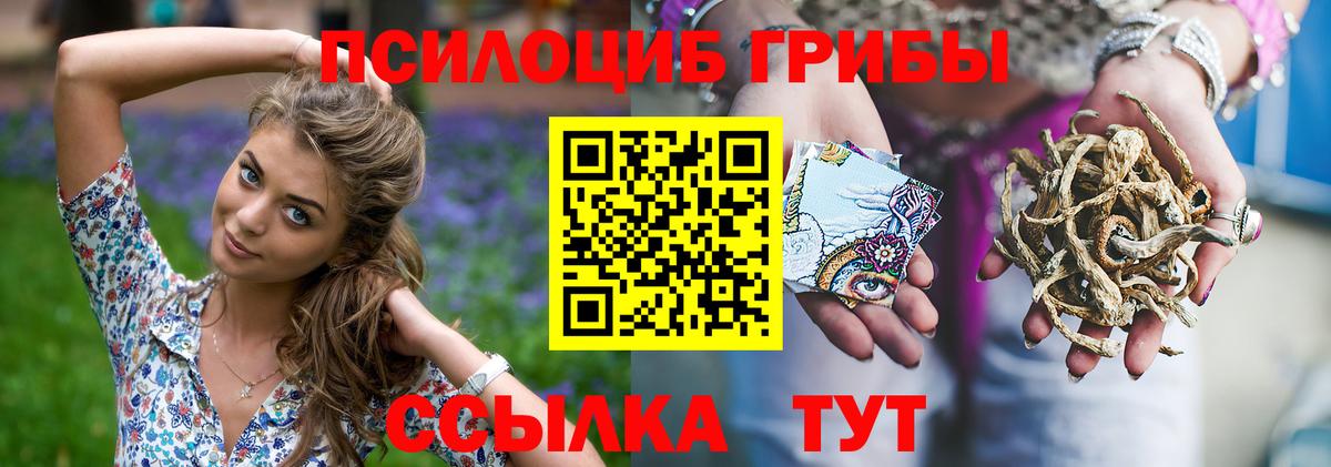 Псилоцибиновые грибы Psilocybine cubensis Архангельск